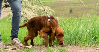 snuffelwandeling